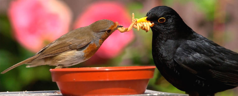Vogels voederen in de tuin